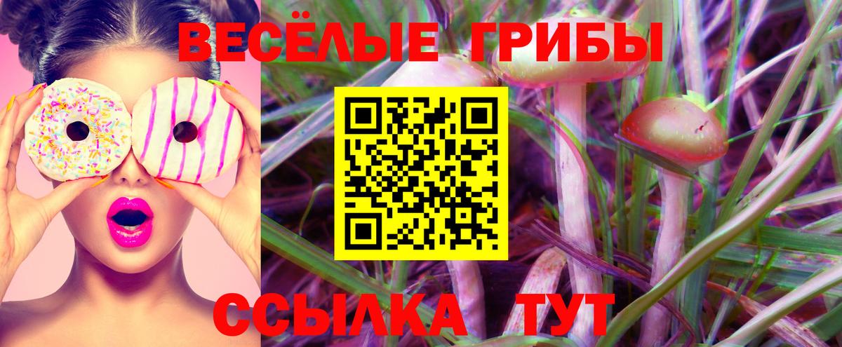 Галлюциногенные грибы Psilocybe Обнинск